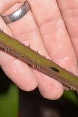 Alsophila leichhardtiana