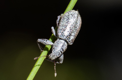 Hadromeropsis opalina