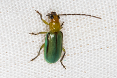 Diabrotica longicornis