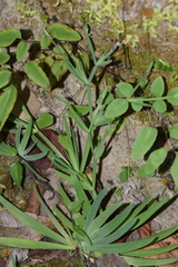 Sisyrinchium anarosae