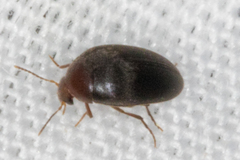 Eucinetidae