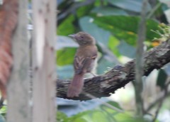 Cnipodectes subbrunneus