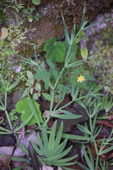 Sisyrinchium anarosae
