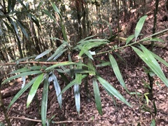Podocarpus fasciculus