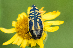 Acmaeodera amplicollis