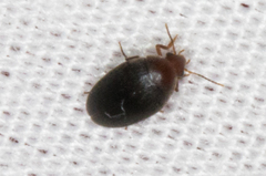 Eucinetidae