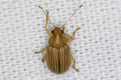 Colaspis hesperia