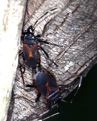 Dindymus circumcinctus