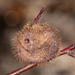 Diplolepis spinosa - Photo 由 Heather Holm 所上傳的 (c) Heather Holm，保留部份權利CC BY-NC