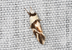 Eremnotypa steriphota