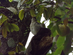 Turdus amaurochalinus