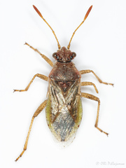 Rhopalus parumpunctatus