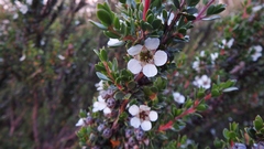 Leptospermum rupestre