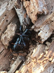 Sphaeroderus