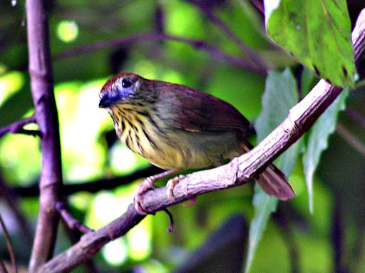 Pin-striped Tit-Babbler (Birds of Singapore) · iNaturalist