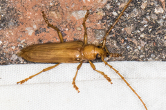 Atylostagma politum