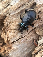 Sphaeroderus