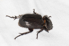 Hemiphileurus illatus