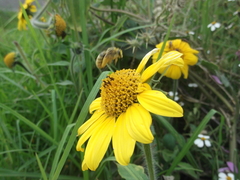 Anthophora occidentalis