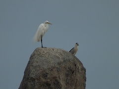 Ardea alba