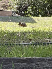 Otospermophilus beecheyi nesioticus