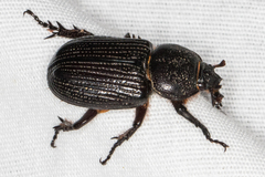 Hemiphileurus illatus