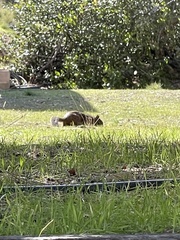 Otospermophilus beecheyi nesioticus