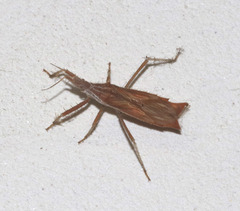 Polycentrocoris turneri