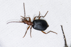 Brachinus elongatulus