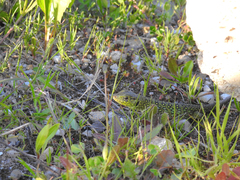 Timon lepidus lepidus