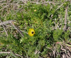 Adonis microcarpa