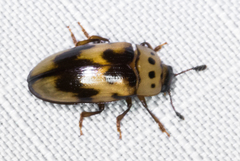 Ischyrus quadripunctatus