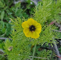 Adonis microcarpa