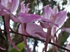 Comparettia macroplectron