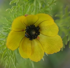 Adonis microcarpa