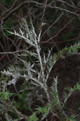 Berkheya bipinnatifida bipinnatifida