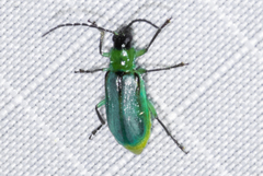 Diabrotica longicornis