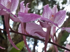 Comparettia macroplectron