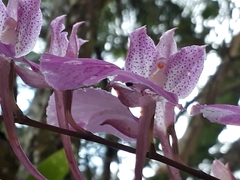 Comparettia macroplectron