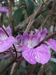 Comparettia macroplectron