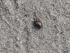 Chrysolina marginata