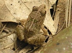 Malaysia River Frog photo 5