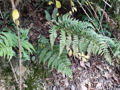 Dryopteris fuscipes