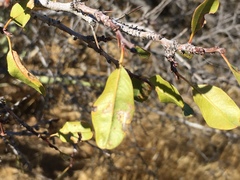 Pseudoziziphus parryi