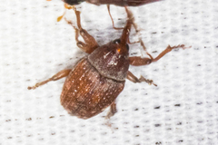 Rhyssomatus parvulus