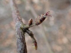 Corylus avellana