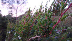Leptospermum rupestre