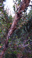 Leptospermum rupestre