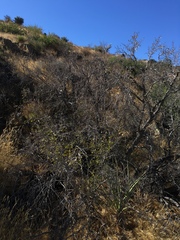 Pseudoziziphus parryi