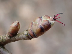 Corylus avellana